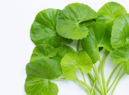 centella asiatica