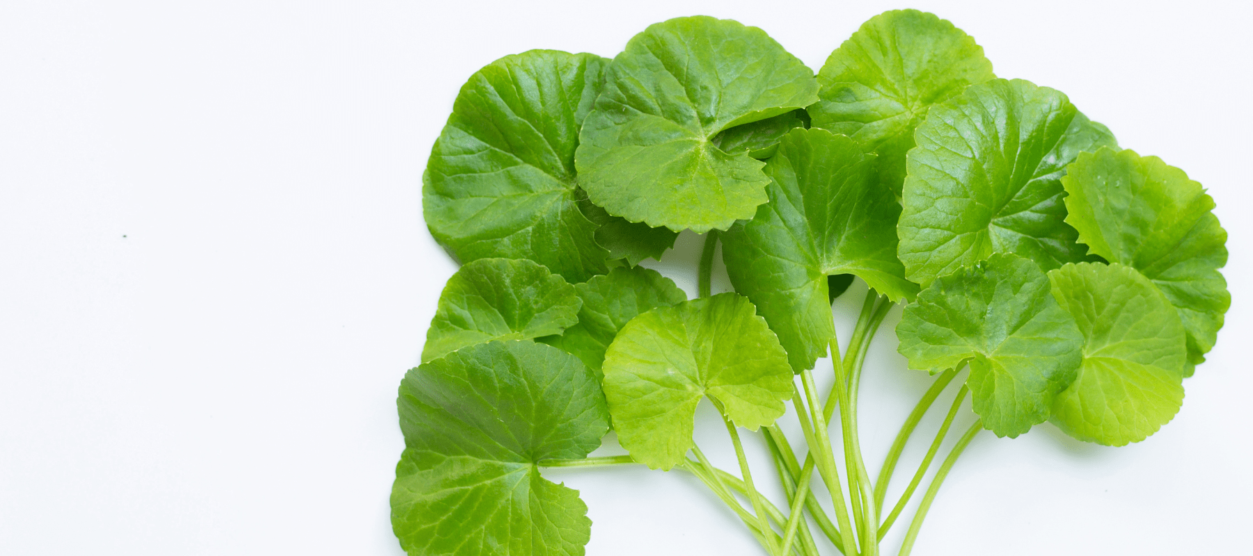centella asiatica
